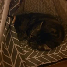 Pet-Tent House Kennels Teepee Puppy-Cat Cave Kitten Outdoor Portable Linen with Mat