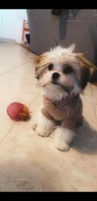 UFBemo Knitted Cable Dog Sweater Dachshund Cat Pull Chien Teckel Clothes Christmas Winter