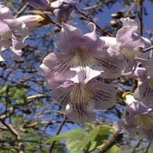 Павловния Войлочная Paulownia tomentosa -  Семена 250шт + подарочные семена Павловния Войлочная Paulownia tomentosa -  Семена 250шт + подарочные семена