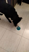 Juguetes para mascotas con copa de succión perro juguete con bola goma termoplástica para limpieza de perro juguetes para perros pequeños, perro de juguete
