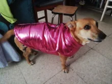 Jacket Coat Vest Pet-Dog Dogs Chihuahua Waterproof Winter Large for Big Autumn Warm Clothing-For-Dogs