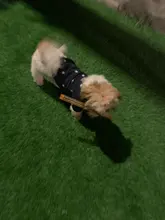 Pet-Dog-Clothes Jacket Coat Puppy Dogs Chihuahua Cotton for Warm Thick And Thin