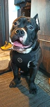 Leash Seat Dog-Leads-Belt Dog-Harness Pet Bulldog-Labrador Safety Small French Medium