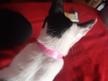 Repelente de mosquitos contra pulgas de gato, tamaño ajustable, eliminación efectiva de pulgas, piojos, ácaros, mosquitos, Color rosa, Shippi