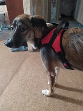 Durable Reflective Pet Dog Harness For Dogs Adjustable Big Dog Harness Pet Walking Harness