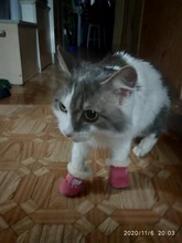 Socks Shoes Dog-Boots Pet-Dog Dogs Chihuahua Small Waterproof Footwear Puppy-Cat Anti-Slip