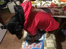 Coat Puppy Clothing Pet-Dog-Jacket Dogs Chihuahua Yorkshire Hoodies Outfit Small Winter