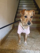 Pet-Dog-Clothes Jacket Coat Puppy Dogs Chihuahua Cotton for Warm Thick And Thin