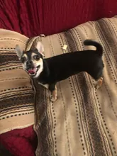 Peluche suave de cebra con sonido de tigre para mascotas, juguete para mascotas