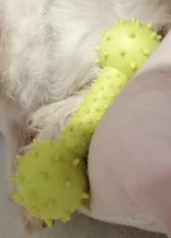 Dog-Toy Molar Small-Dogs Training Rubber Dog-Bite-Resistant Teeth New with 