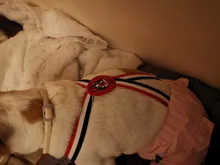 Panties Briefs Underwear Pet-Physiological-Pants Dog-Diaper Sanitary-Shorts Washable