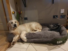 Dogs-Bed Sofa-House Big-Basket Small Large Waterproof Cat Bed Soft-Fleece for Medium