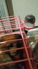 Water-Drinking-Bowl Hamster Pet-Water-Dispenser Rabbit Automatic for Dogs Stainless-Steel