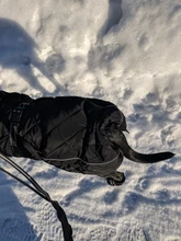 Jackets Dog-Coats Outdoor Winter Pet-Dog Dogs Large Medium for Warm Clothing Kurtka Ubranka