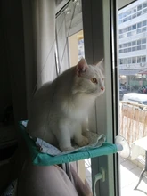 Pet Cat Hammock Bearing Seat-Beds Bed-Shelf Window-Seat-Mount Sunny Comfortable Cute