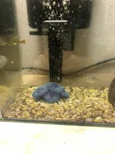 Artificial Resin Coral Sea Plant Ornament Silicone Nontoxic Blue Artificial Coral Plant