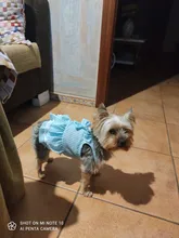 Dress Pet-Clothing Puppy-Cat-Dresses Chihuahua Princess Yorkshire Dogs Small Medium 