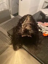 RESHINE-Peluca de cabello liso rizado 13x4, pelucas de cabello humano con encaje frontal Yaki europeo, peluca de cabello humano liso prearrancado