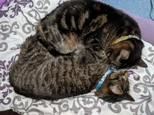 Collar personalizado con hebilla para perros y gatos, Collar personalizado con letras y diamantes de imitación para perros pequeños y medianos