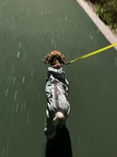 Abrigo Impermeable para Perro, ropa Impermeable para Perro, Impermeable, transpirable, absorbente de sudor, reflectante