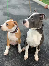 Dog-Collar Pitbull-Leash Dogs Reflective Puppy Big Small Adjustable with Buckle for Medium