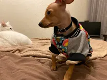 Jacket Costume Coat Bulldog-Clothes Small Dog Pug French Winter Pet-Dog Warm Cute 