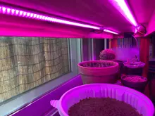LED Grow Light 220V Full Spectrum LED Bar Lamp for Plants High Luminous Efficiency 8W