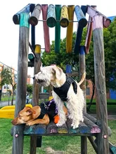 Vest Dog-Harness German-Shepherd Dogs Pet-Military-Training Molle Tactical Medium 