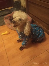 Boots Pet-Shoes Dog Large Waterproof Anti-Skid Small Winter Golden Warm Big 8-Sizes Wear-Resistant