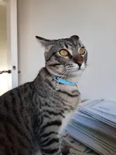 Collar de piel sintética para mascotas, Collar ajustable con cascabel para gatos, rojo, azul, marrón, rosa, talla XS S M