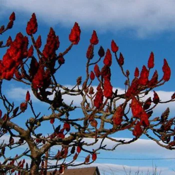 

Sumah olenerogy (vinegar tree) seeds 20 PCs