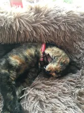 Cat-Collar Breakaway Custom Personalized Bell Charms Pet-Names with Heart DIY And Printed