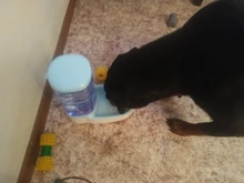 3.8L Pet Cat Automatic Feeders Large Capacity Cat Water Fountain Plastic Dog Water Bottle