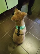 Arnés de Bulldog Francés transpirable para perros pequeños y medianos, chaleco para gatos, entrenamiento para caminar