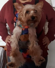 HOOPET Pet Dog Cat Carrier Bag Backpack Carring Bag Products for Dogs Anilmal Transport