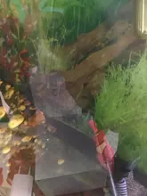 [MPK Store] , Battery-Powered Fish, Cat Toy Cat Fish