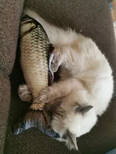 Pez de imitación de gato de peluche, juguete divertido para gato, molar mordedura, carpa herbívora, almohada para muñeca