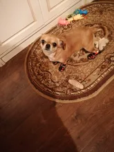 Boots Pet-Shoes Dog Large Waterproof Anti-Skid Small Winter Golden Warm Big 8-Sizes Wear-Resistant