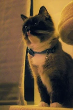 Collar de gato de terciopelo con lazo liso para cachorro, Chihuahua, con campana, hebilla de seguridad ajustable, pajarita para gatos, accesorios para mascotas