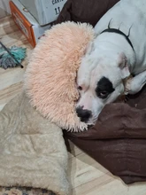 Alfombra de perro de peluche largo, redonda, suave y esponjoso, cama para gatos durmiendo, manta, cojín para mascotas, colchón para gatos, almohadilla para perros pequeños y medianos, suministros para mascotas