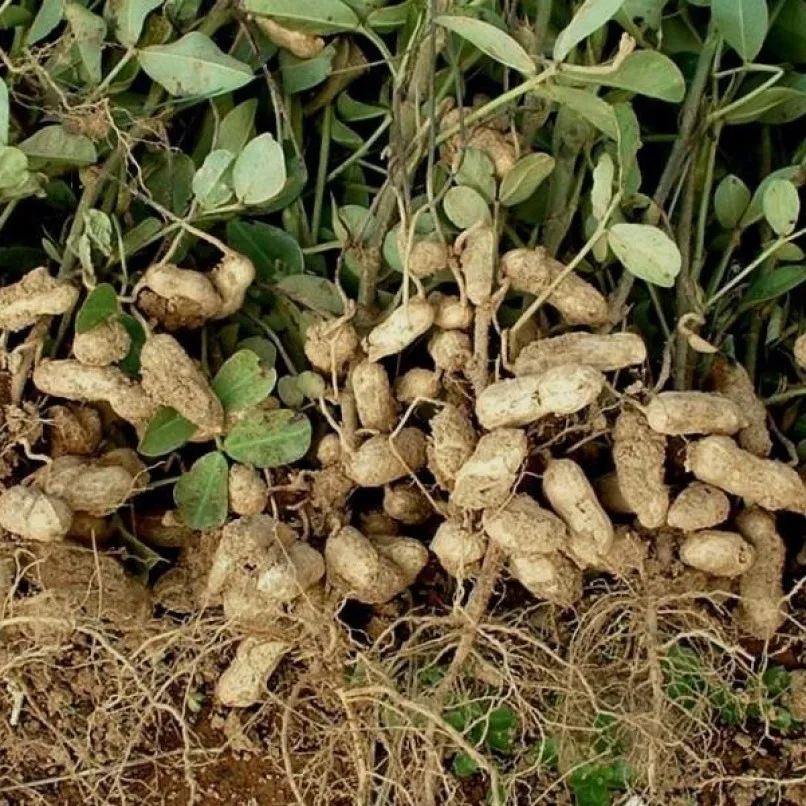 Peanut cultural seeds 30 PCs
