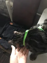 Arnés y correa para cachorros y gatitos, cinturón de tracción ajustable para animales, cuello Halter para gatos y gatitos, sin cartón