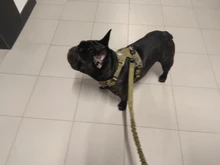 Harness Light-Weight Military-Service Truelove Dog Small Outdoor Tactical Medium Adjustable