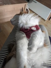 Conjunto de arnés y correa de nailon para perros y gatos, arnés de perrito, Collar de gato de plomo, chaleco para gatos pequeños, suministros para gatos y mascotas