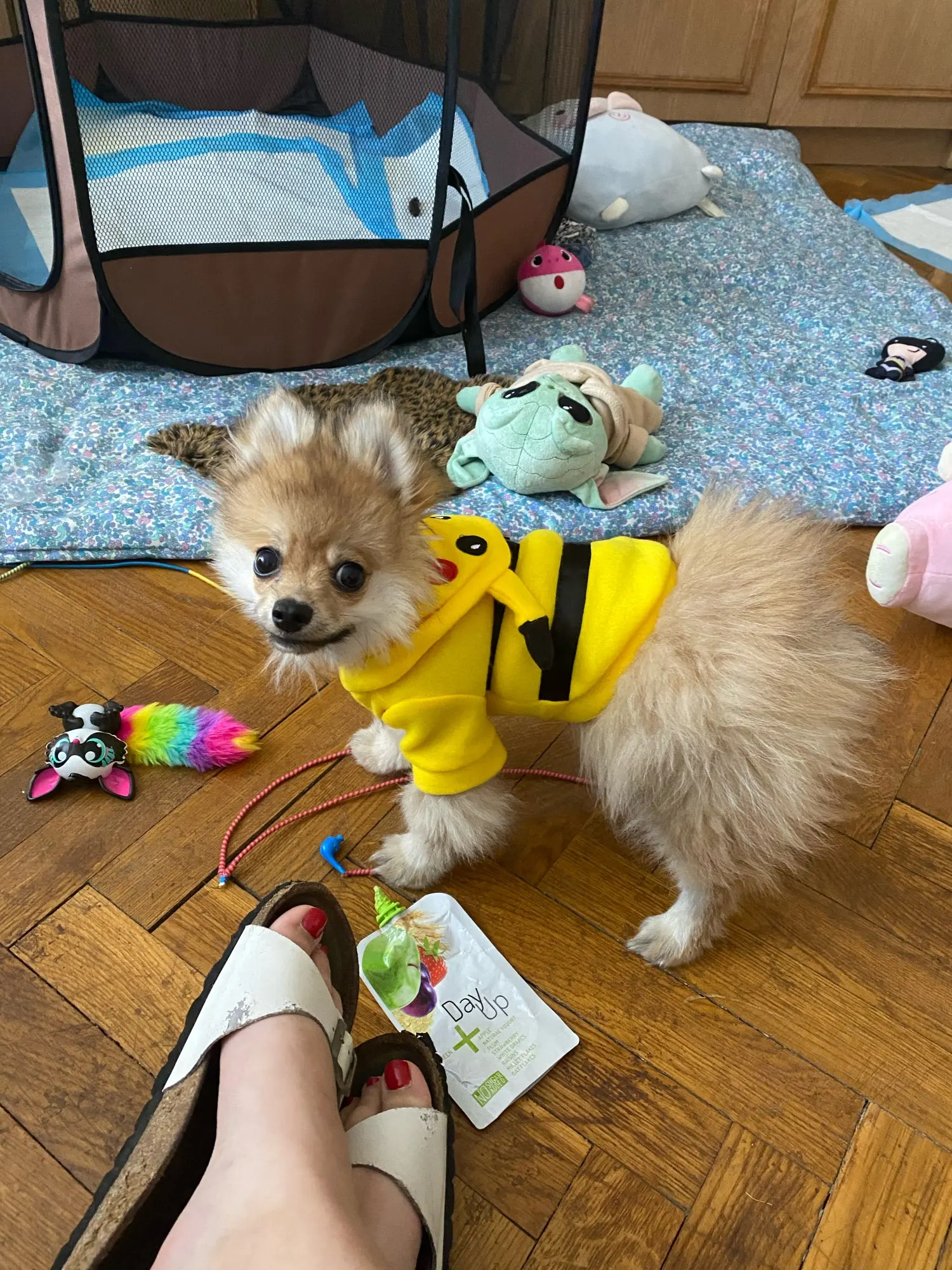 Fantasia ZC Pets Pikachu - Pokémon PP