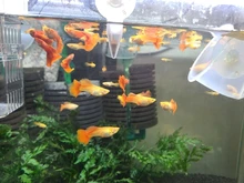 Fish-Food Shelling-Eggs Brine Shrimp Artemia Aquarium Tropic Feeding Baby for New 150ml