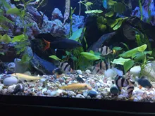 Fish-Tank Pills Algae Aquarium Tropical-Catfish Spirulina Wafer