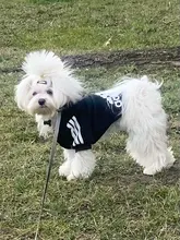 Adidog-ropa para perros pequeños, chaqueta con capucha deportiva de invierno, suéter de algodón suave abrigado puro, Chihuahua de peluche, ropa para cachorros