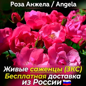 

Corded rose seedlings Angela/Angela-not seeds, live flowers for planting in a pot for a garden