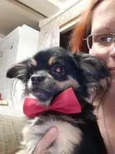 Necklace Bow-Ties Pet-Supplies Dogs-Accessories Puppy Cat-Collar Adjustable-Strap Pet-Dog